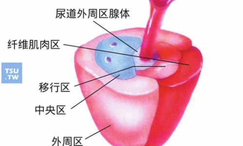 头孢替唑钠不良反应及副作用-头孢替唑哈药集团说明书网- 头孢替唑钠的作用与功效知识,分享头孢替唑效果怎么样